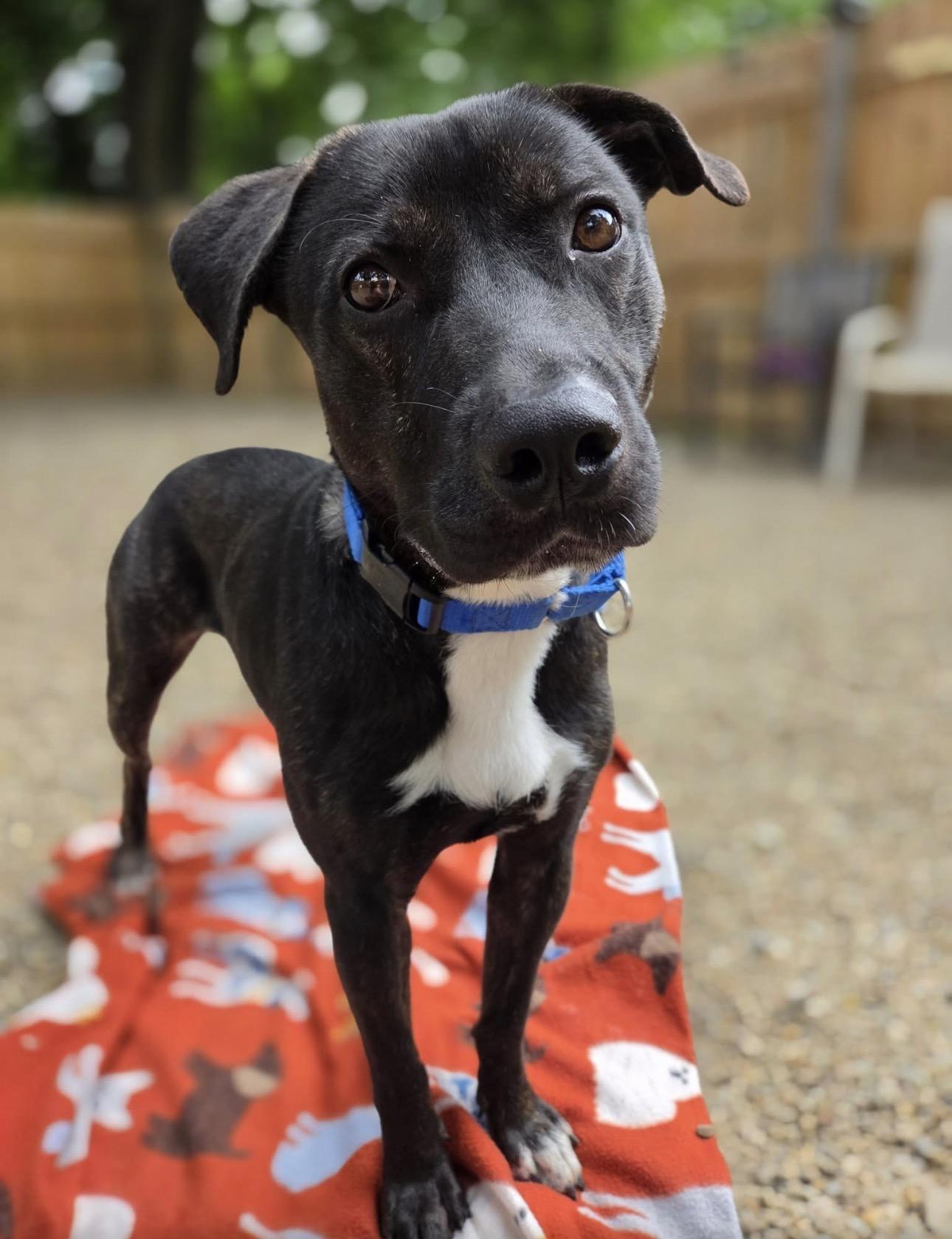 Adam, a ADOPTABLE mixed breed in Youngstown, OH image 1/4