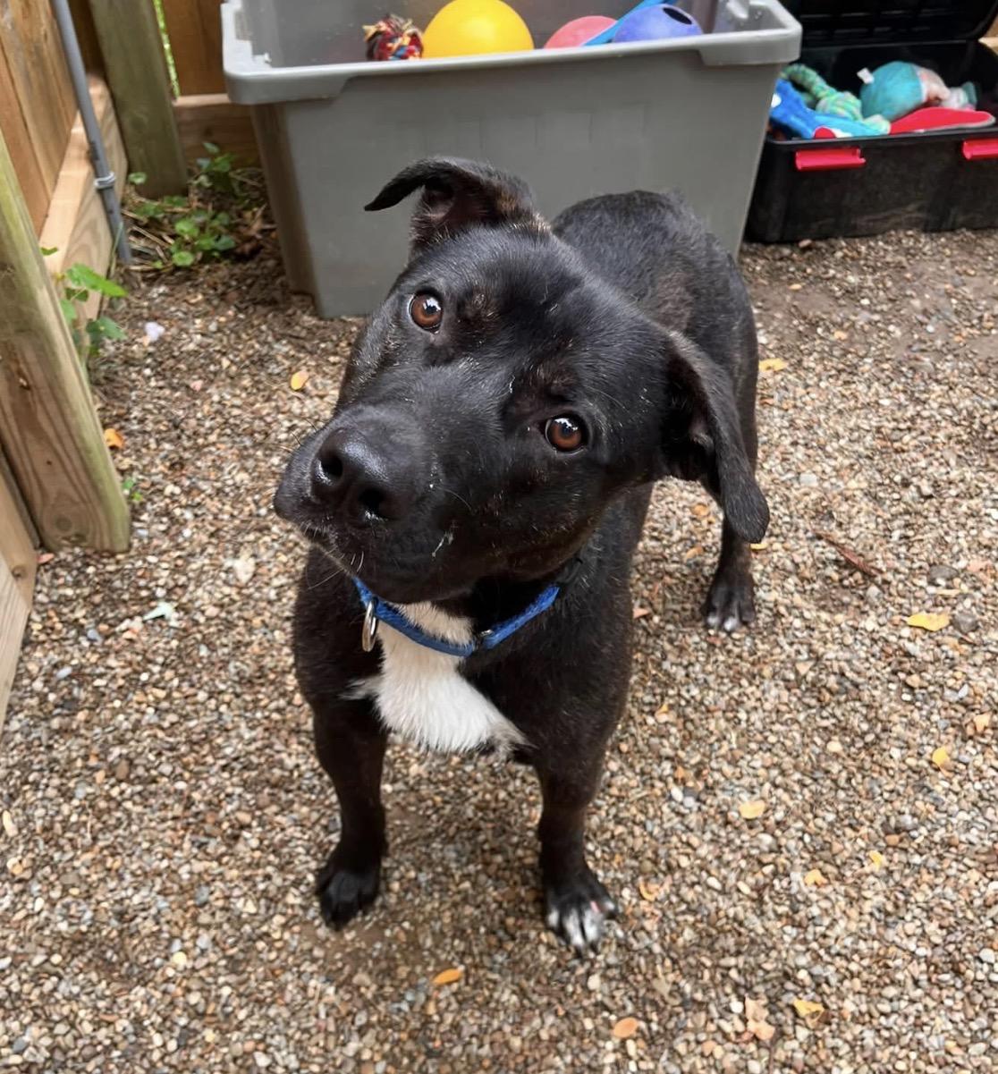 Adam, a ADOPTABLE mixed breed in Youngstown, OH image 4/4