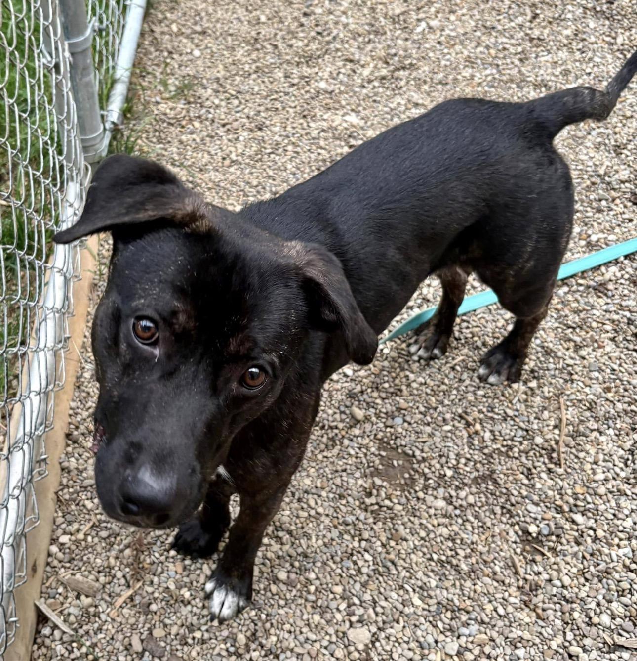 Adam, a ADOPTABLE mixed breed in Youngstown, OH image 2/4