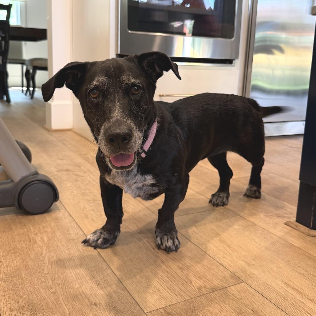 Sophie, a Adoptable mixed breed in Houston, TX image 1/5