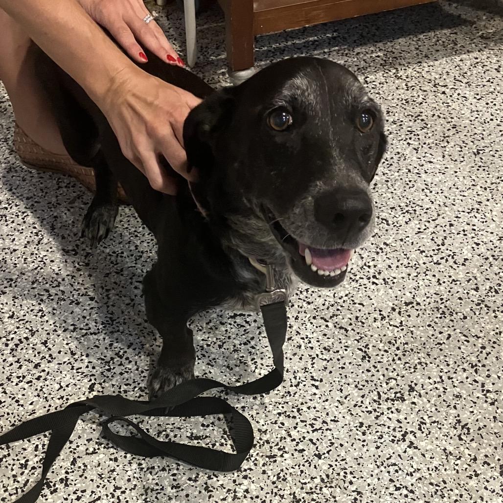 Sophie, a Adoptable mixed breed in Houston, TX image 3/5