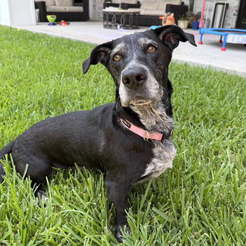 Sophie, a Adoptable mixed breed in Houston, TX image 4/5