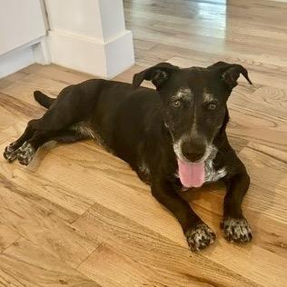 Enlarge Sophie, a Adoptable mixed breed in Houston, TX image 5/6