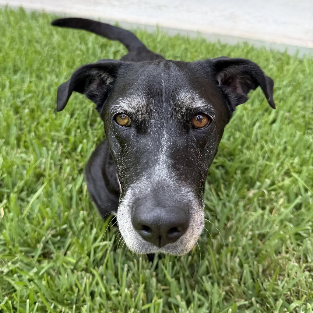 Sophie, a Adoptable mixed breed in Houston, TX image 5/5
