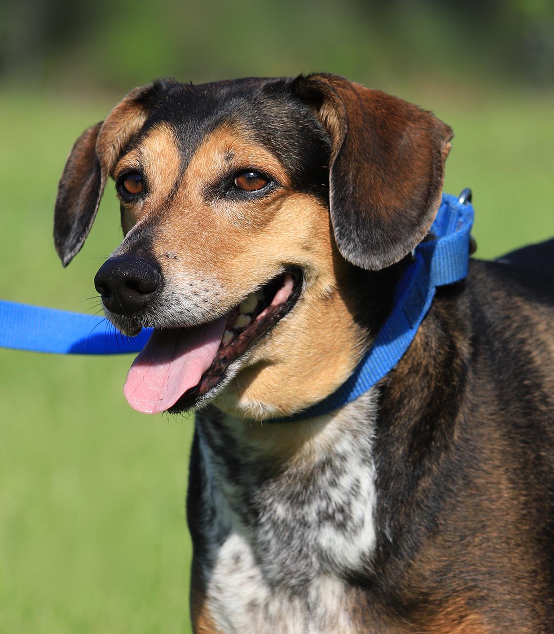 Lola, Senior Female unknown