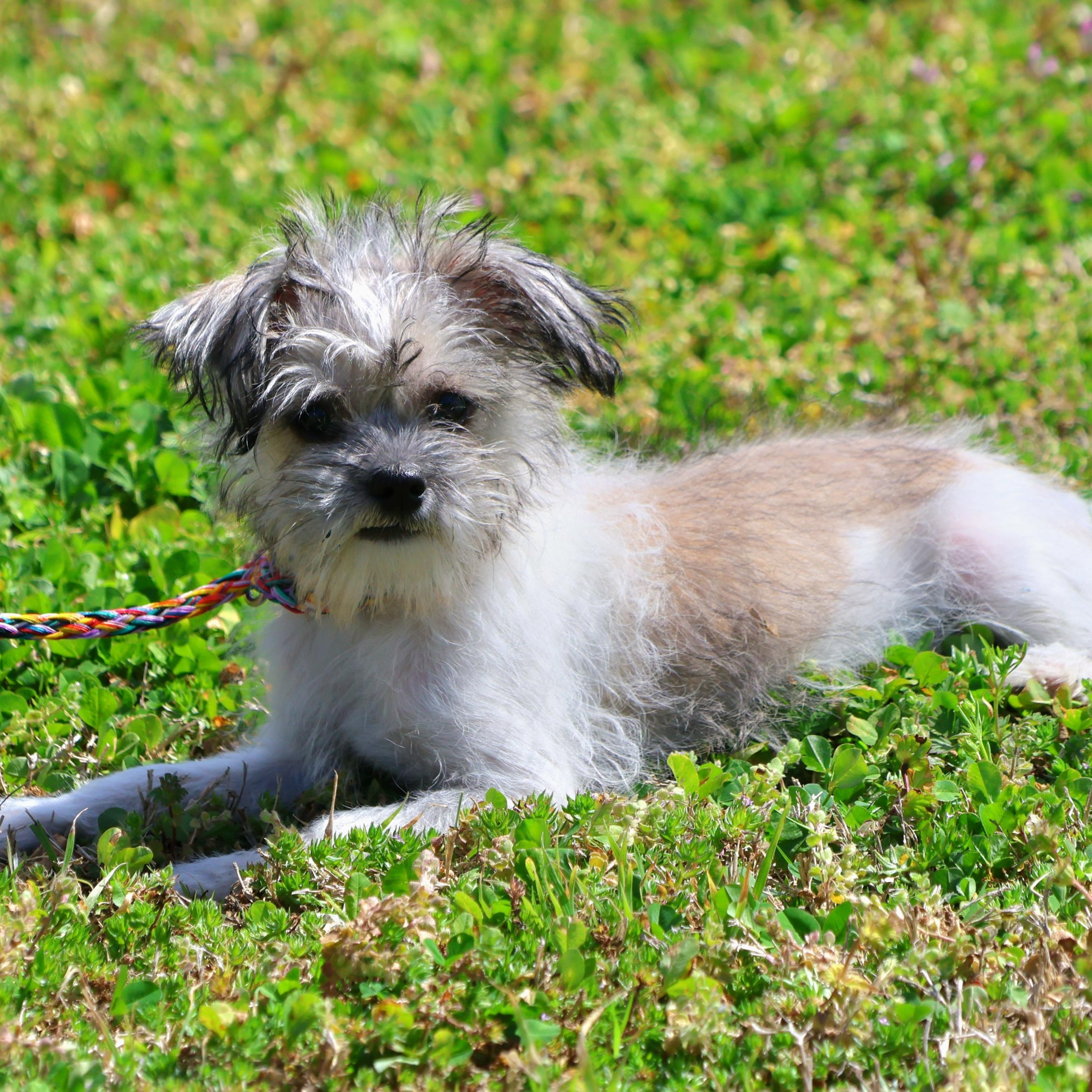 Enlarge Gracie, an adopted Shih poo in Vicksburg, MS image 2/2