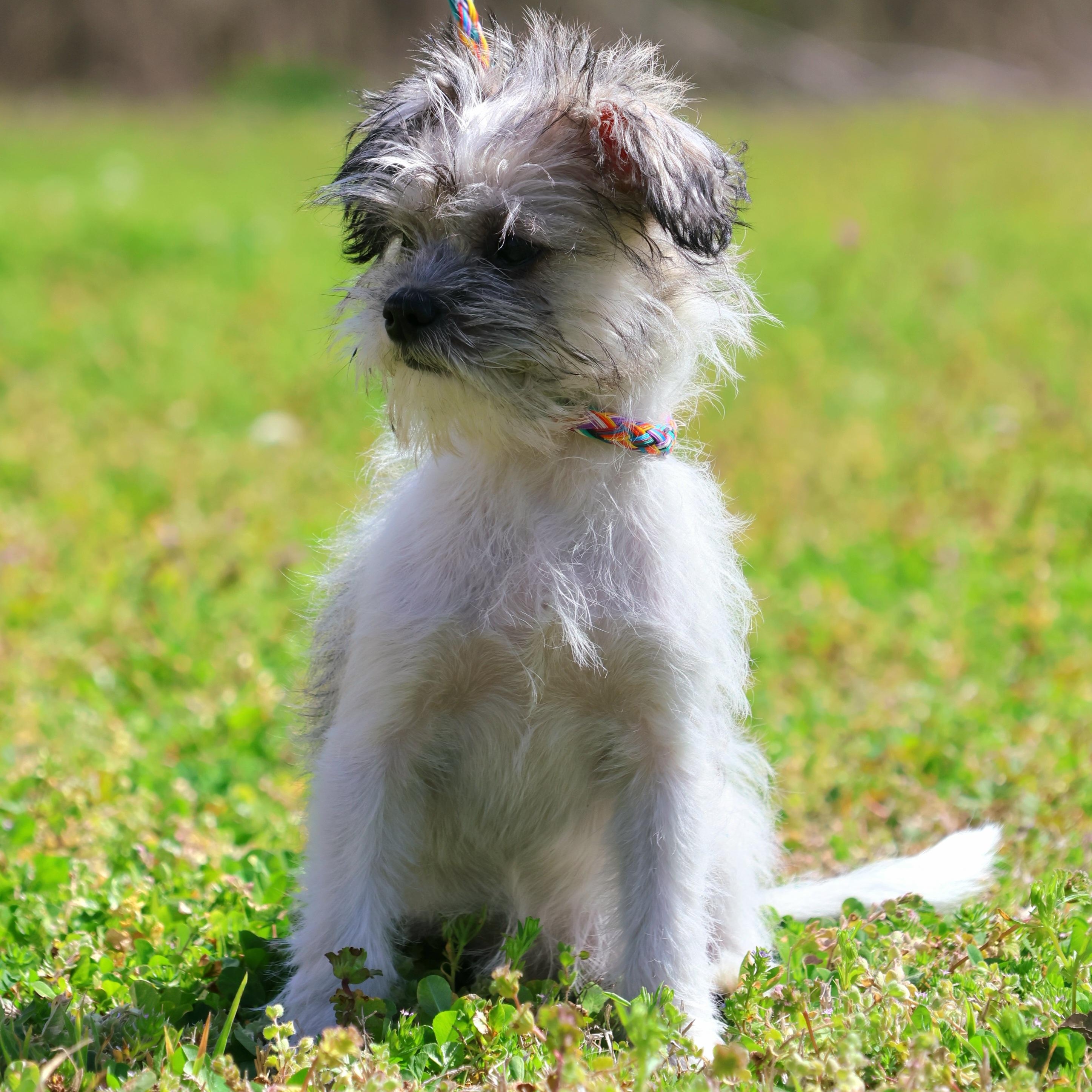Gracie, ADOPTABLE, Young Female Shih poo.