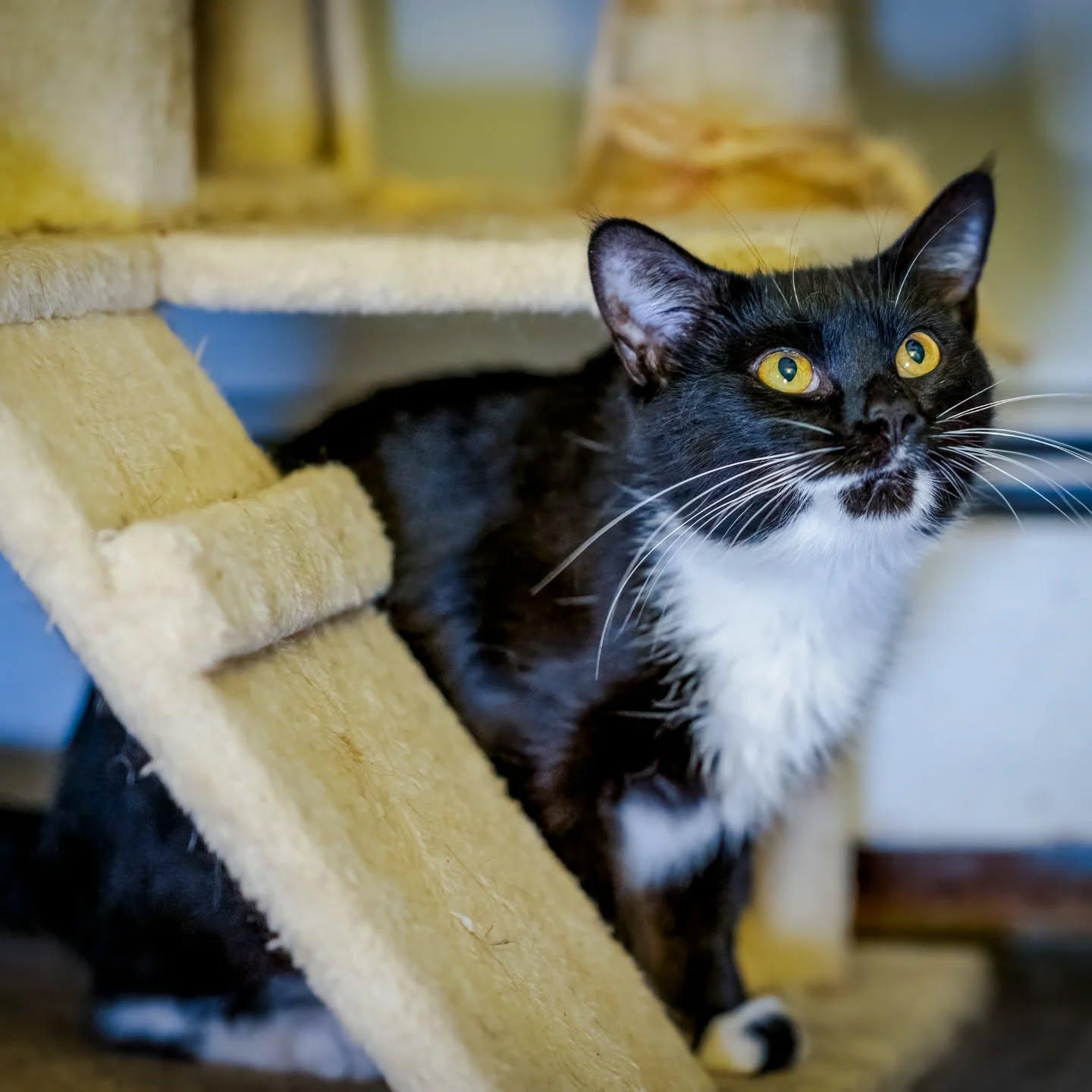 Panda (a little shy. reduced fee $200)