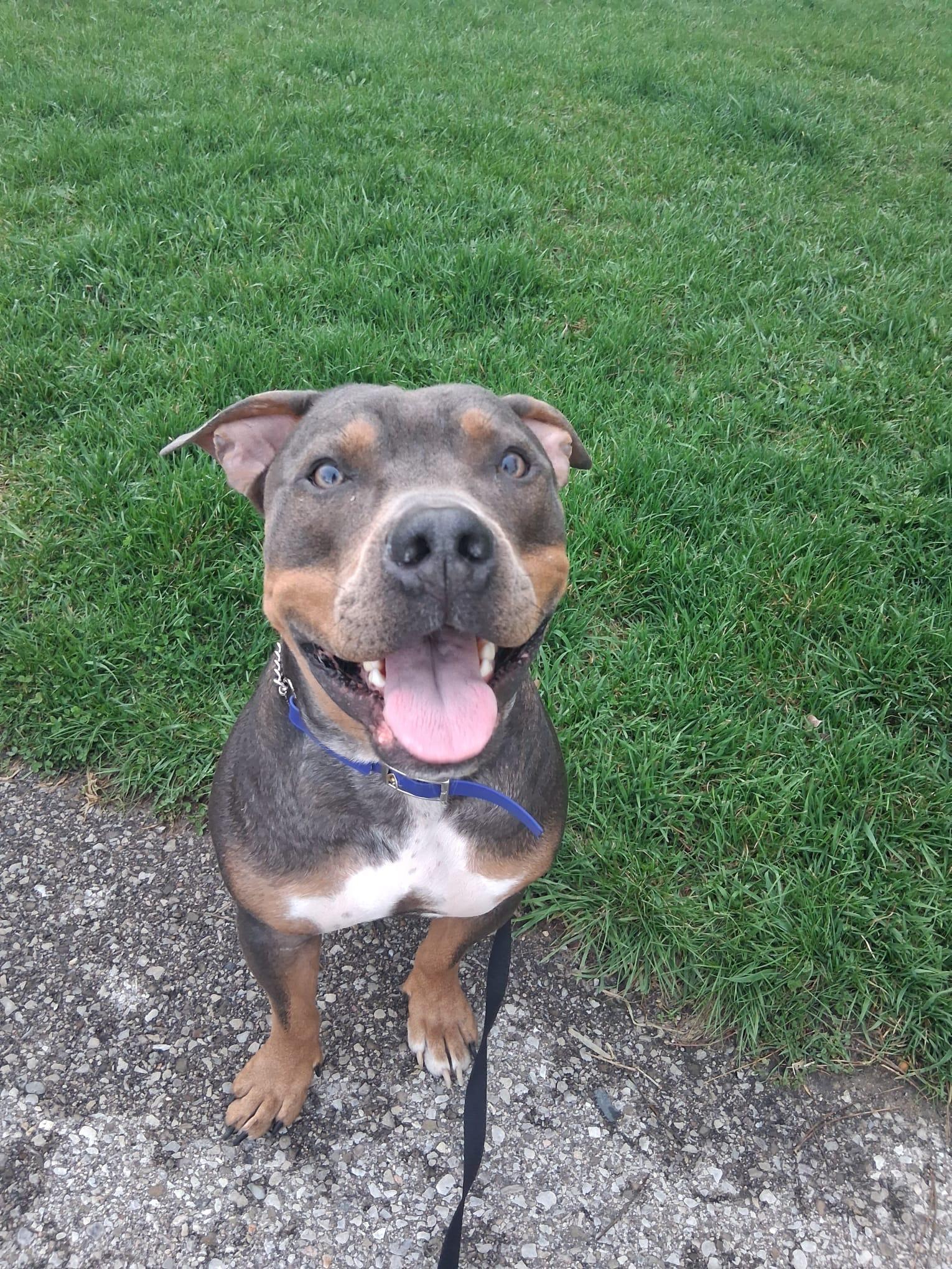 Enlarge Diesel, an adoptable American Bully in London, ON image 1/5