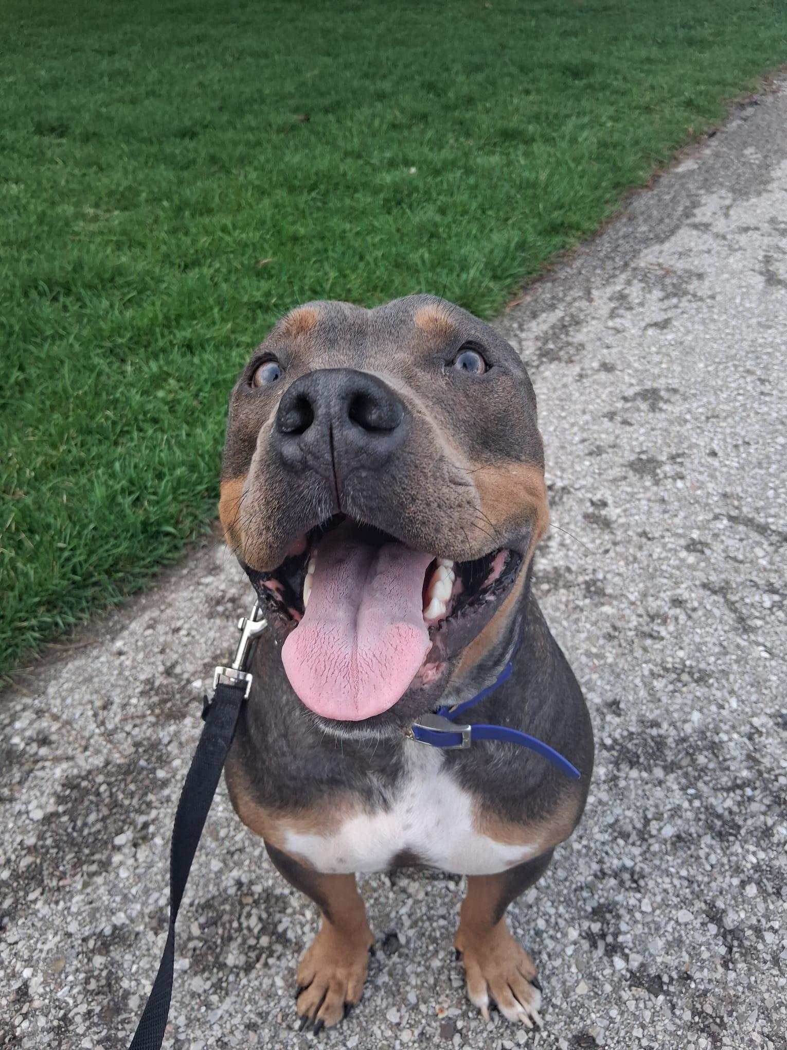 Enlarge Diesel, an adoptable American Bully in London, ON image 2/5