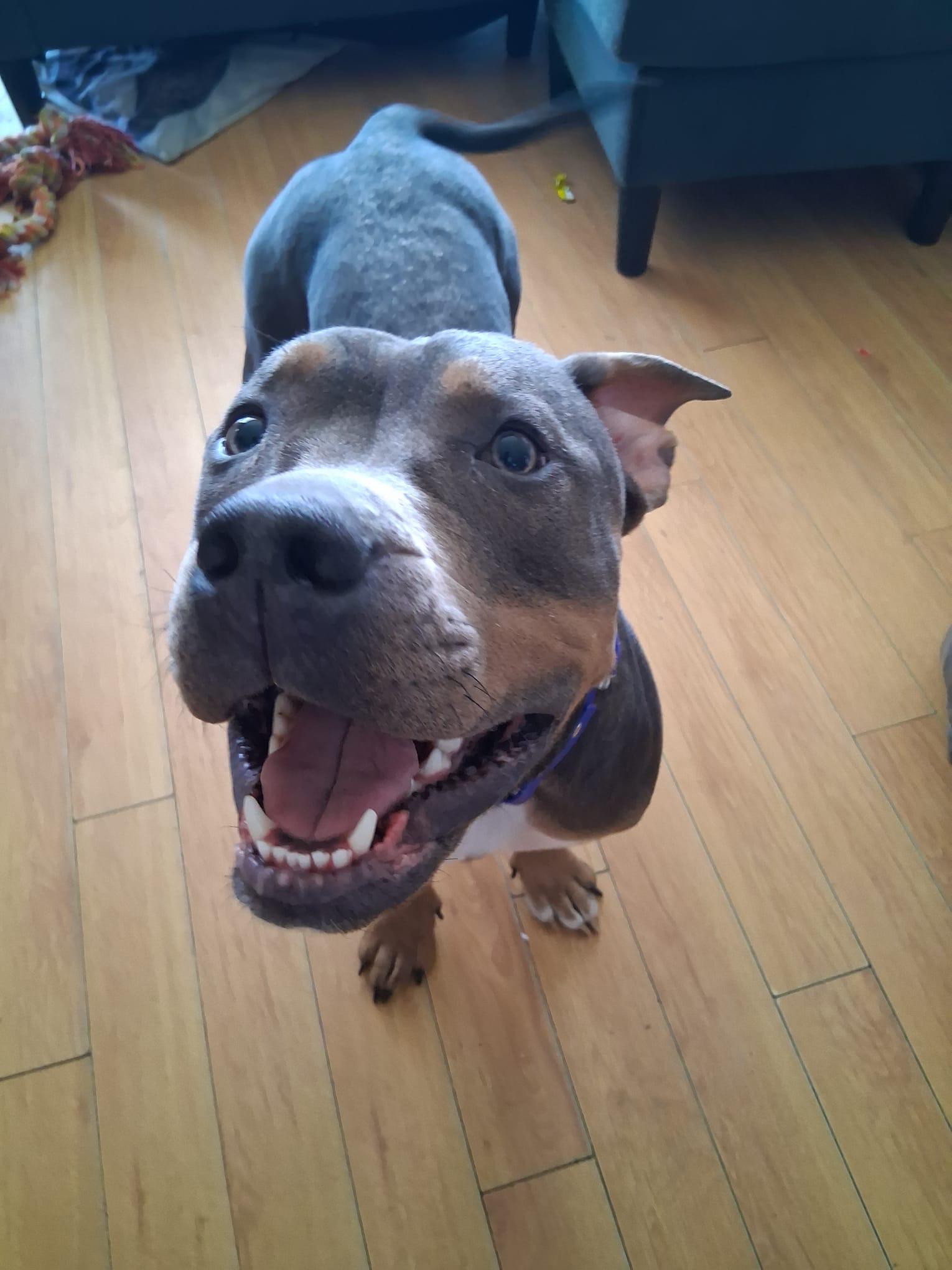 Enlarge Diesel, an adoptable American Bully in London, ON image 5/5