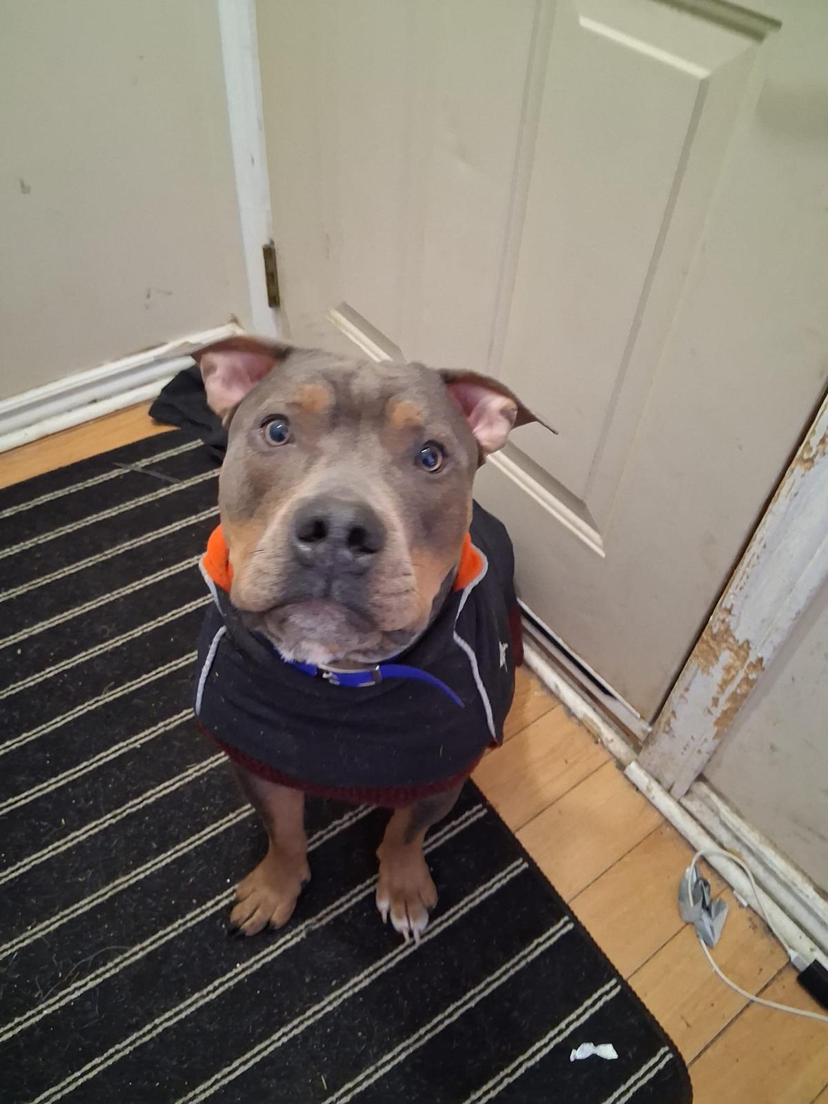 Enlarge Diesel, an adoptable American Bully in London, ON image 4/5