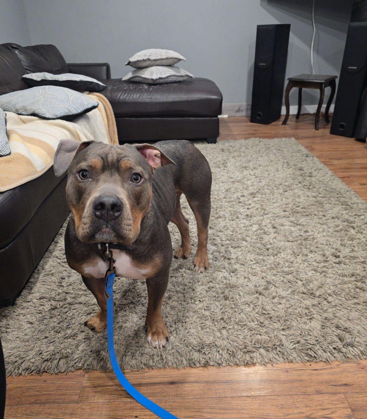 Diesel, ADOPTABLE, Young Male American Bully.