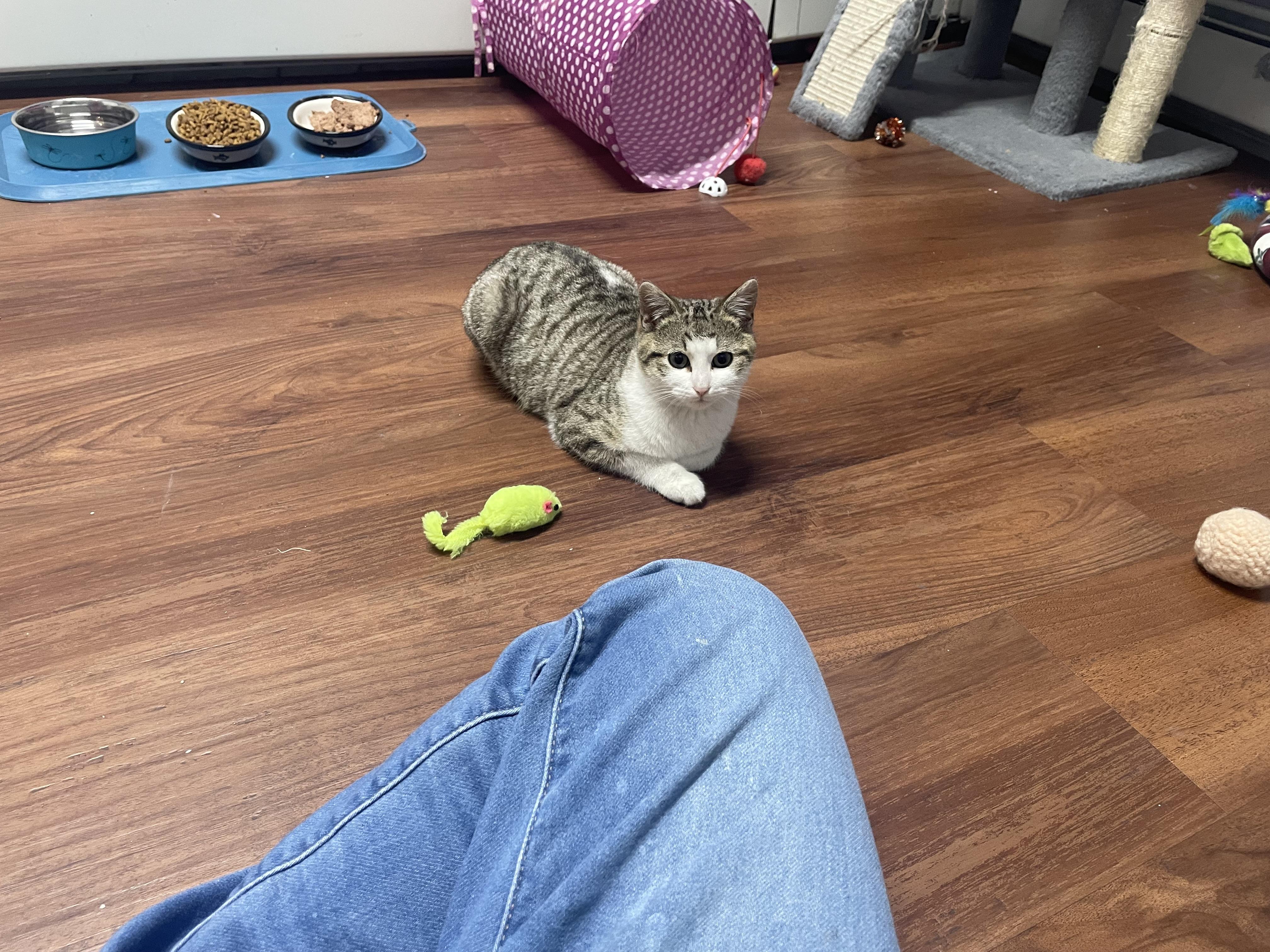 Enlarge Ice Cream, a Adopted Domestic Short Hair in Clifton, NJ image 1/6