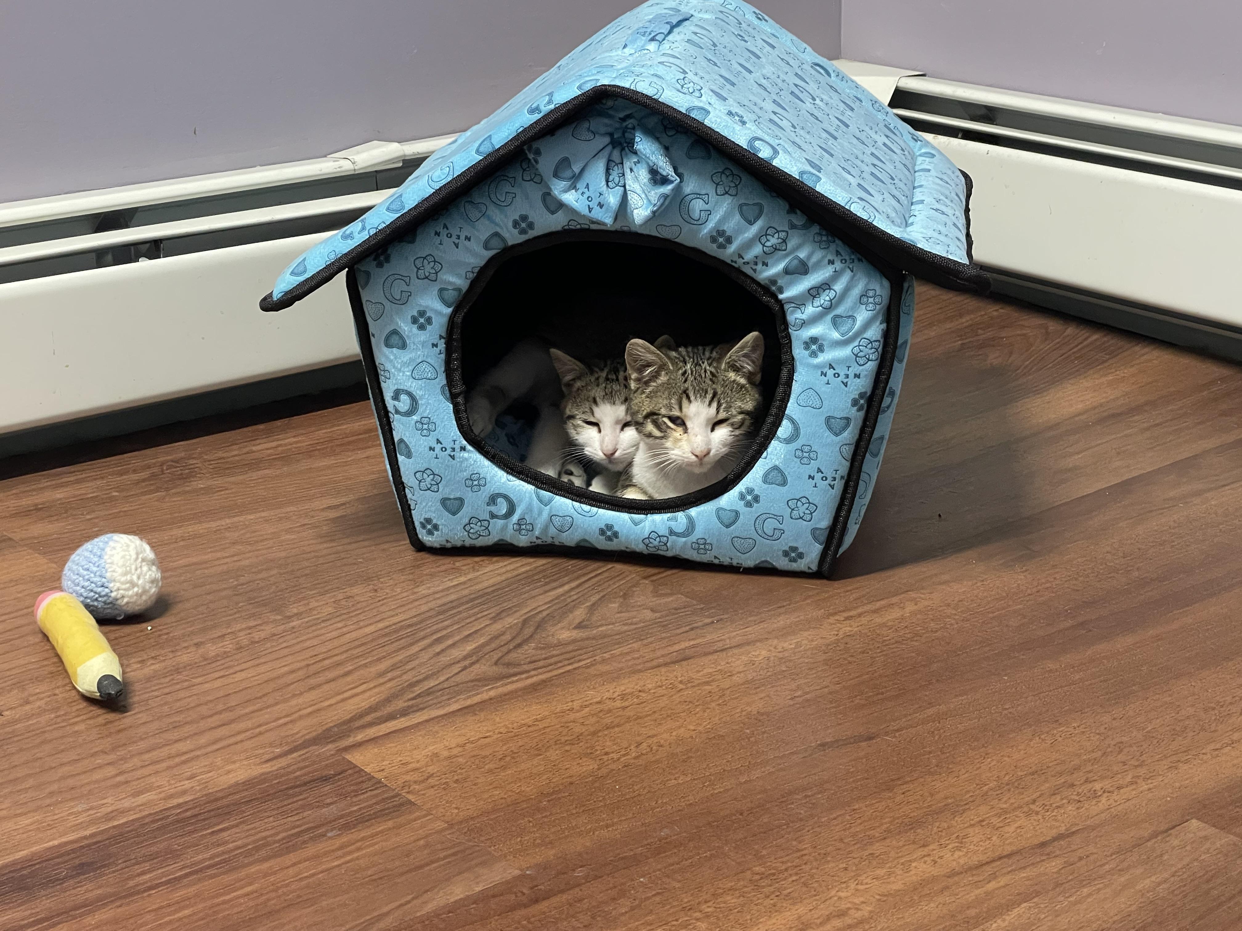 Enlarge Ice Cream, a Adopted Domestic Short Hair in Clifton, NJ image 6/6