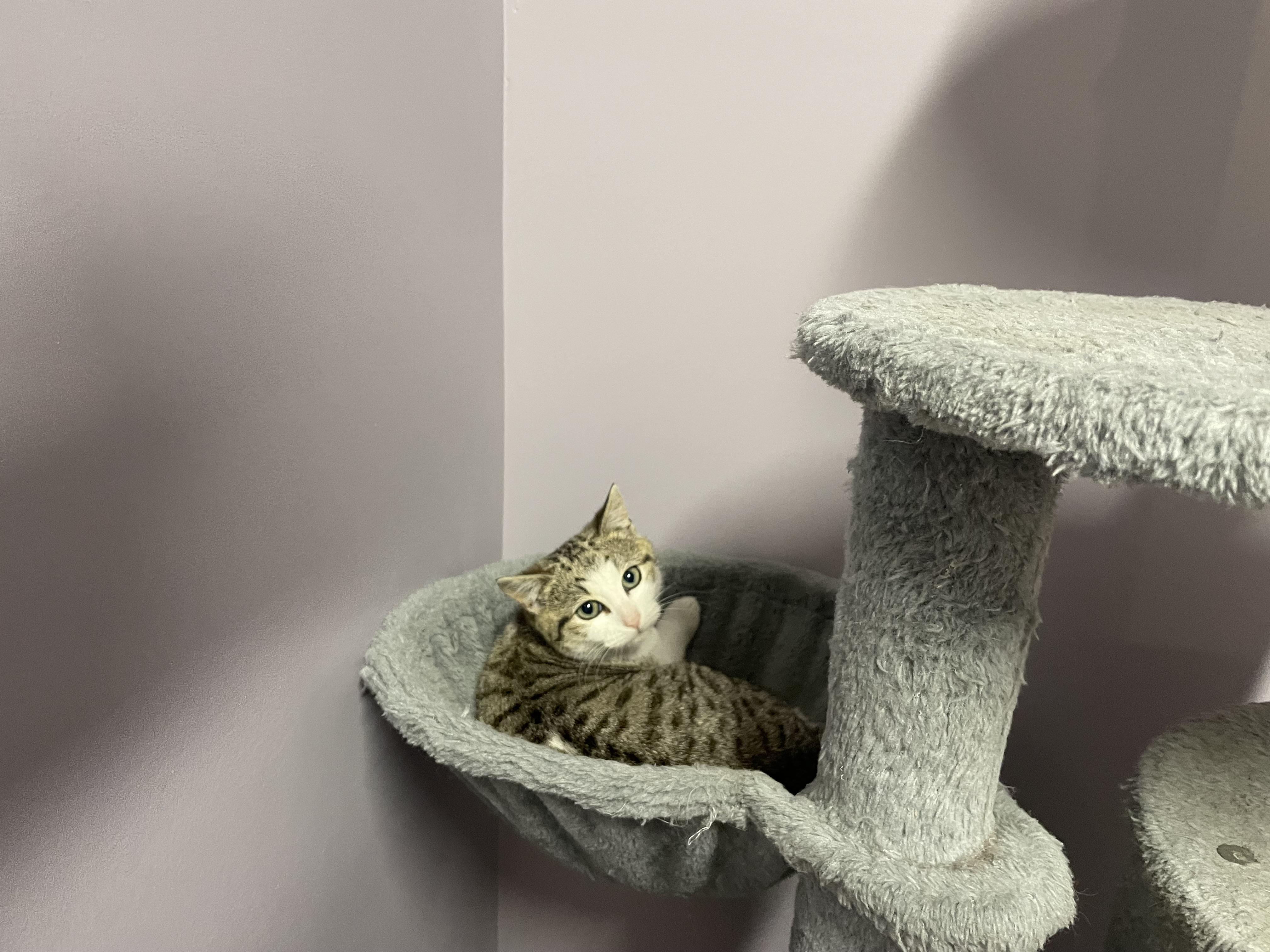 Enlarge Ice Cream, a Adopted Domestic Short Hair in Clifton, NJ image 5/6