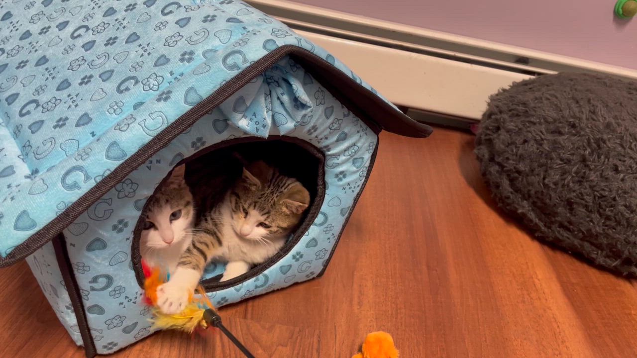 Enlarge Ice Cream, a Adopted Domestic Short Hair in Clifton, NJ video 4/6