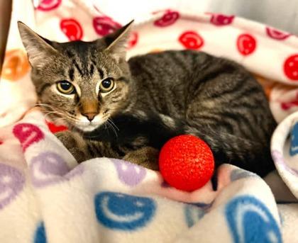 Peaches, Adoptable, Adult Male Domestic Short Hair.
