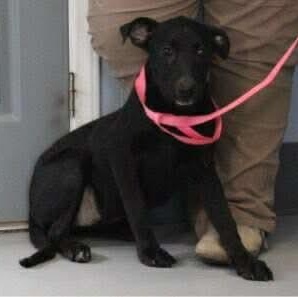 Olive , ADOPTABLE, Puppy Female Labrador Retriever & Mixed Breed.