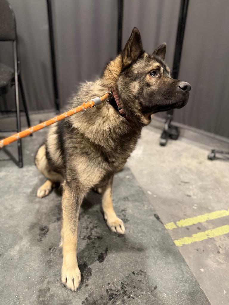 Enlarge Yoda, a Adoptable mixed breed in Yellowknife, NT image 1/2