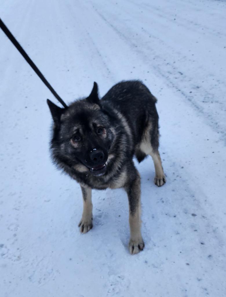 Enlarge Yoda, a Adoptable mixed breed in Yellowknife, NT image 2/2