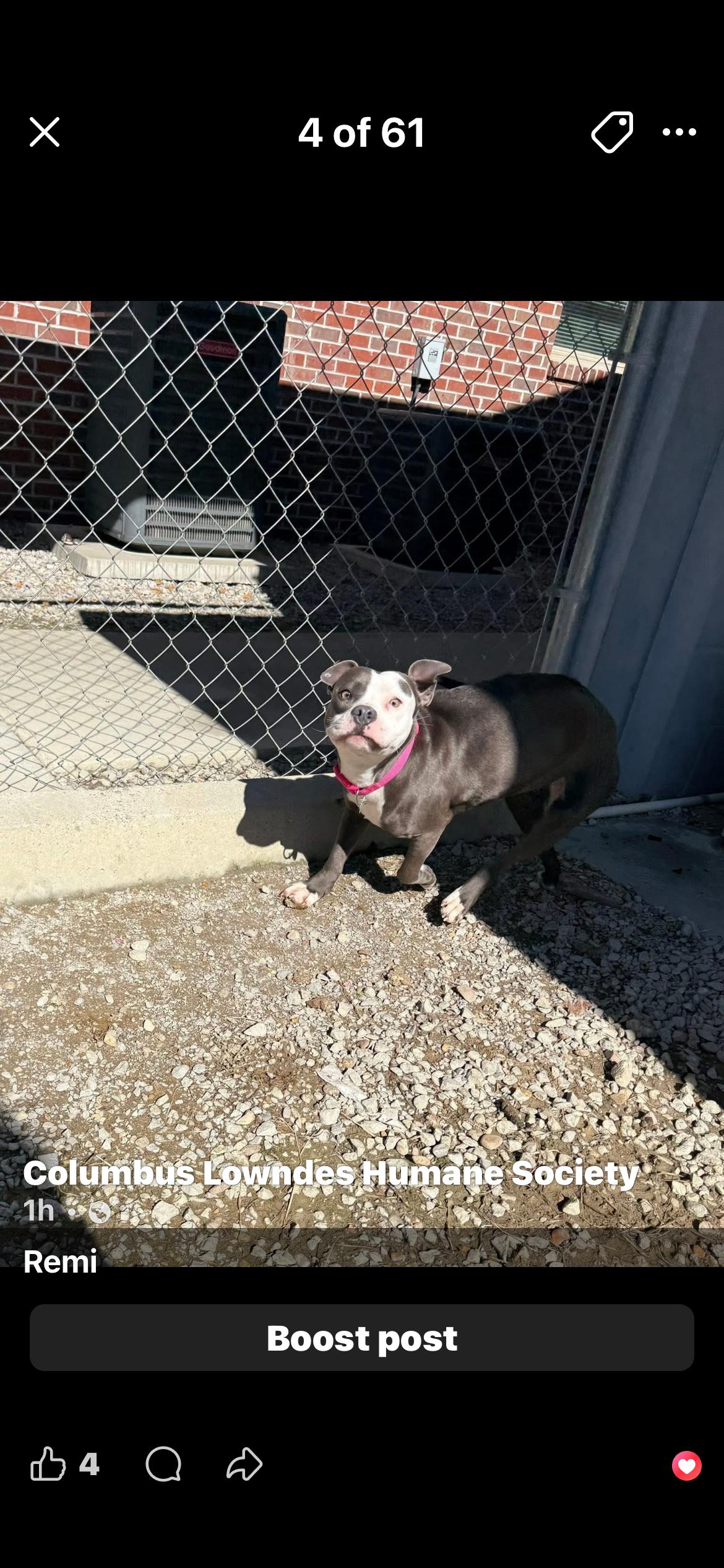 Remi, adopted, Adult Female American Bully.
