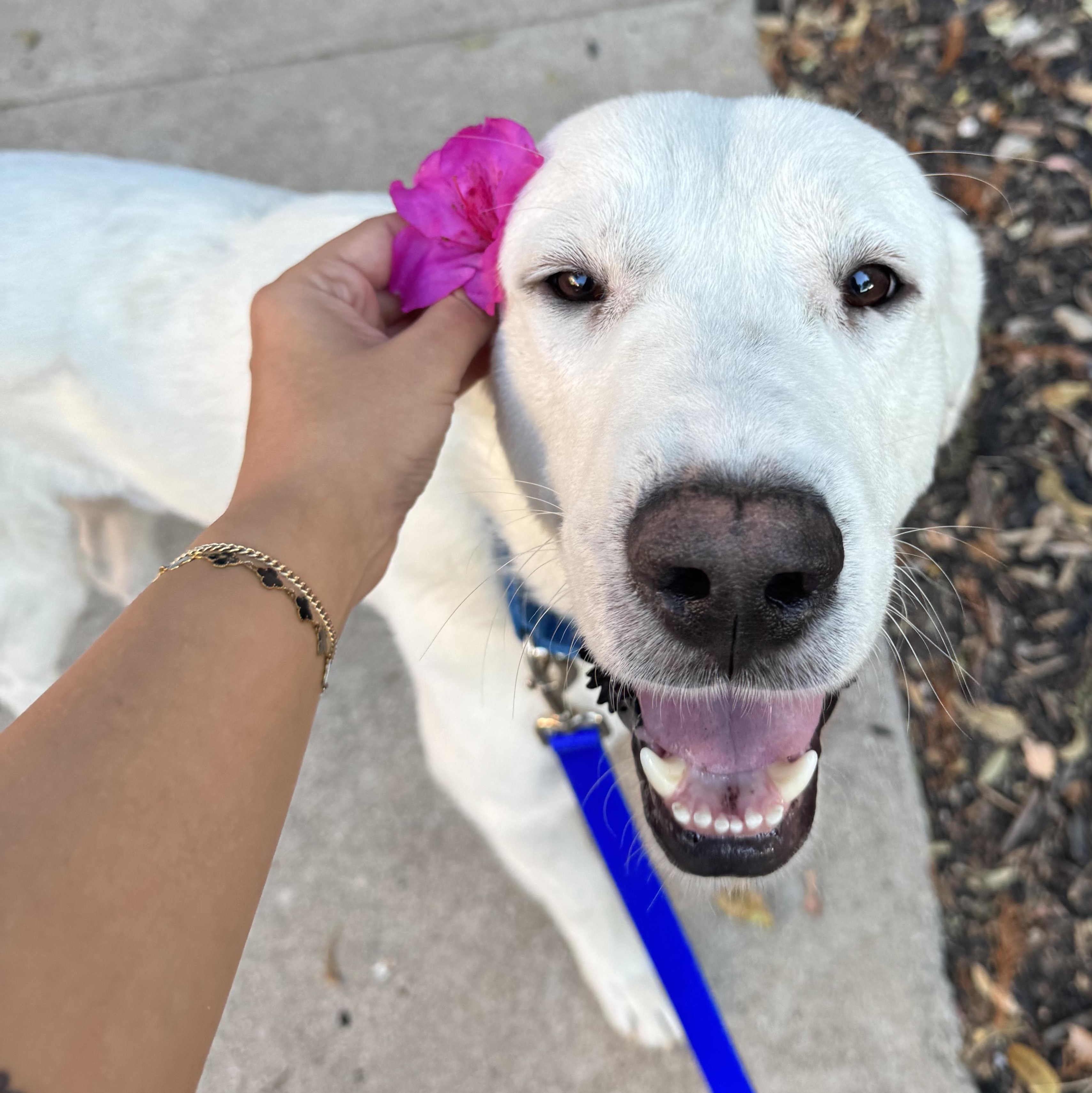 Photo of Young Male Great Pyrenees 