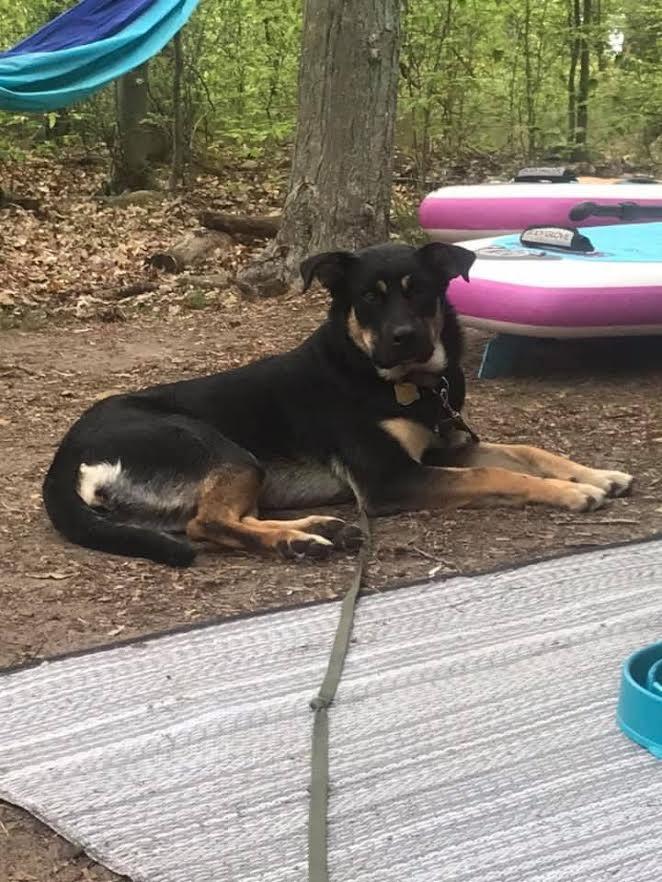 Penny, an adopted mixed breed in Toronto, ON image 3/5