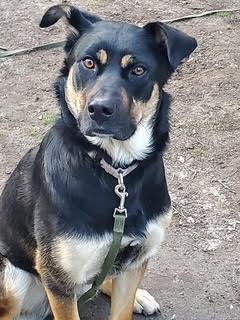 Penny, an adopted mixed breed in Toronto, ON image 5/5