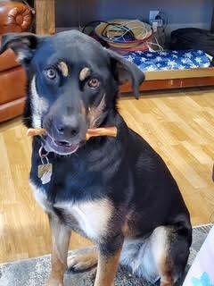 Penny, adopted, Adult Female Shepherd.