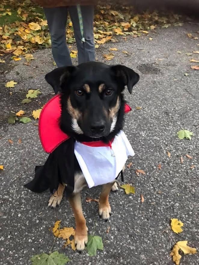 Penny, an adopted mixed breed in Toronto, ON image 4/5