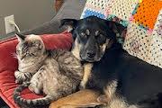 Penny, an adopted mixed breed in Toronto, ON image 2/5