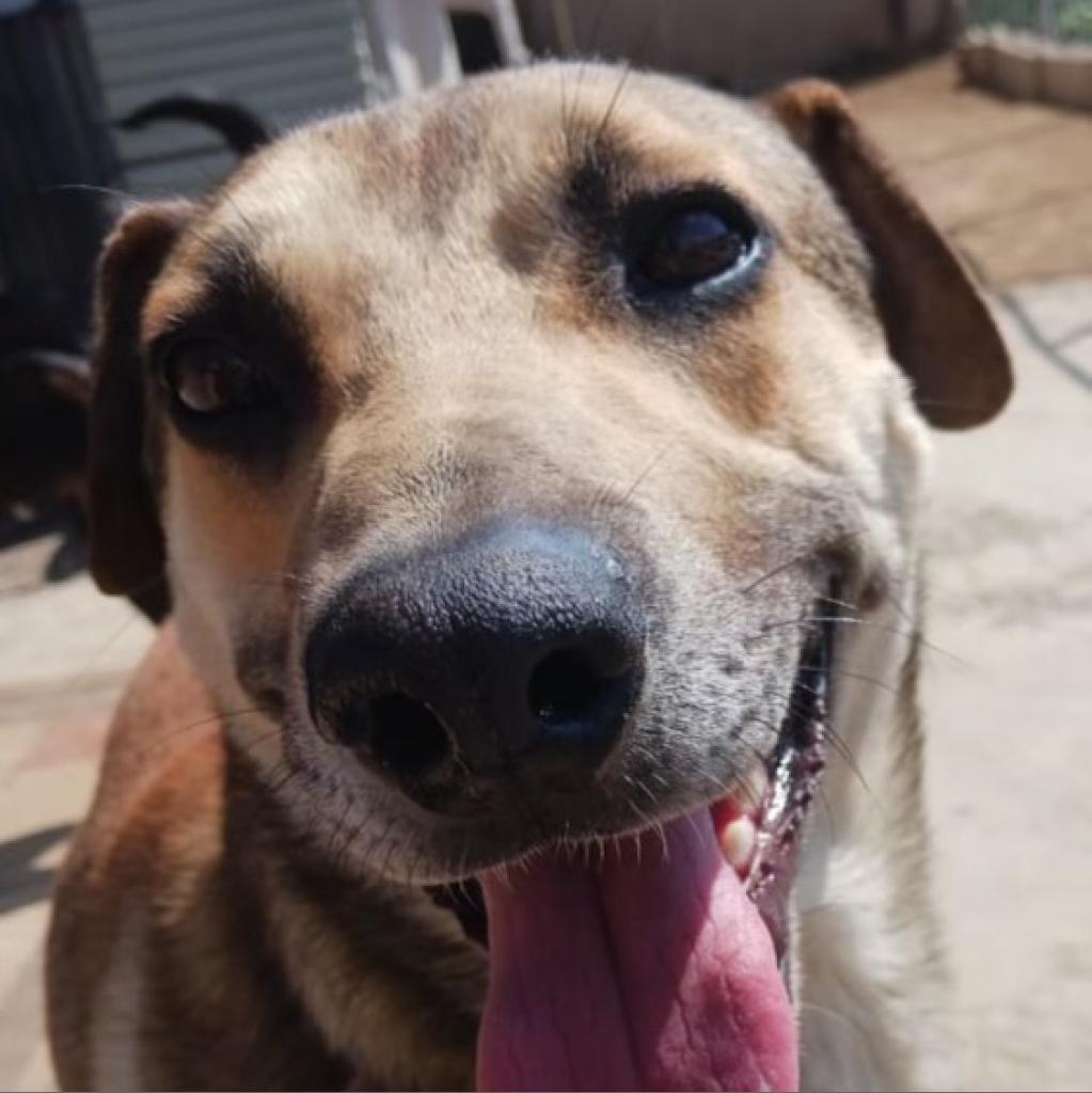 Tacho, a Adoptable Labrador Retriever in San Diego, CA image 1/2