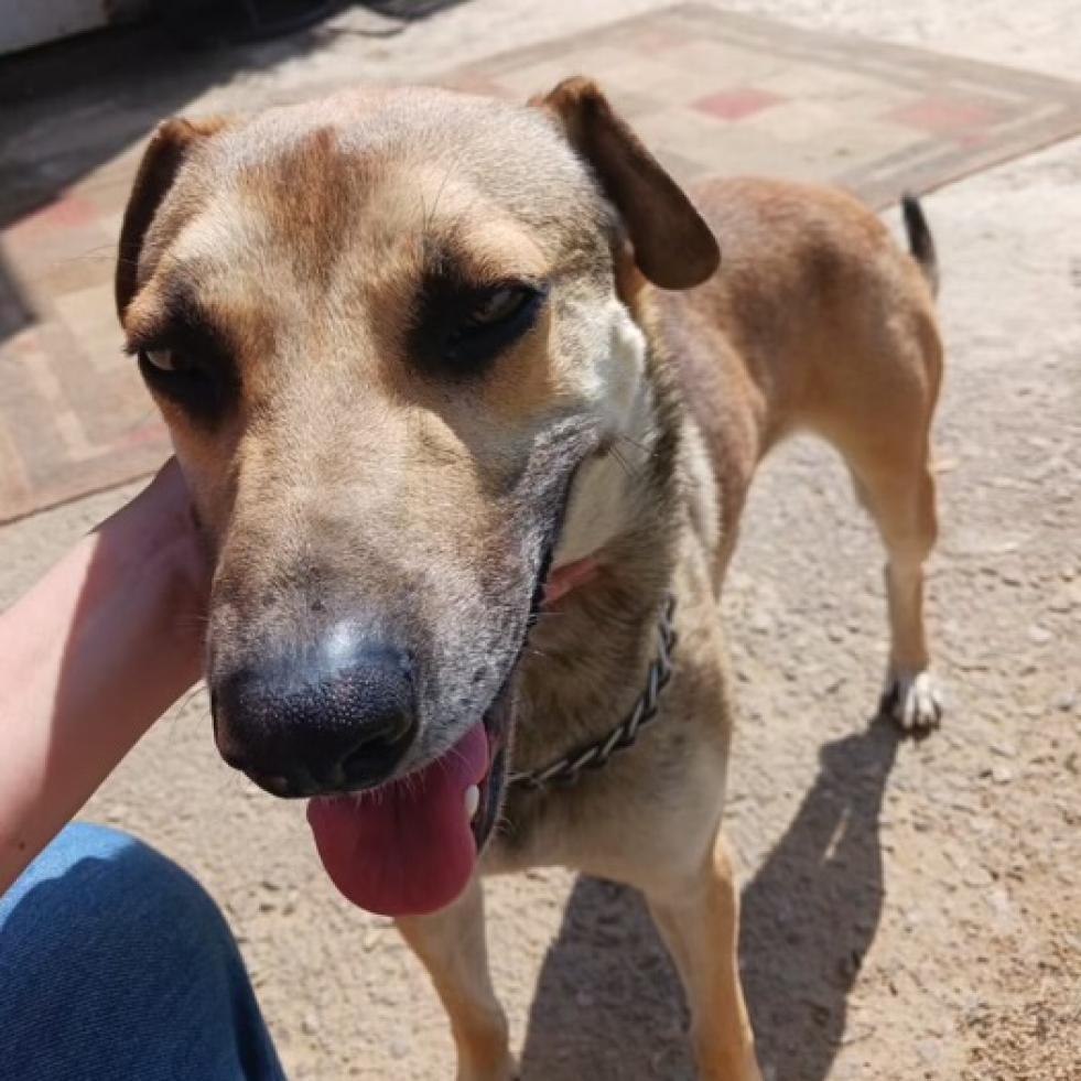 Tacho, a Adoptable Labrador Retriever in San Diego, CA image 2/2