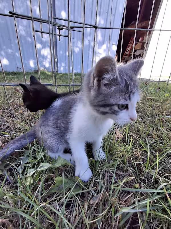 Enlarge Stefan, a Adopted Domestic Short Hair in Monterey, VA image 1/3