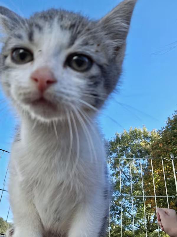 Enlarge Stefan, a Adopted Domestic Short Hair in Monterey, VA image 3/3