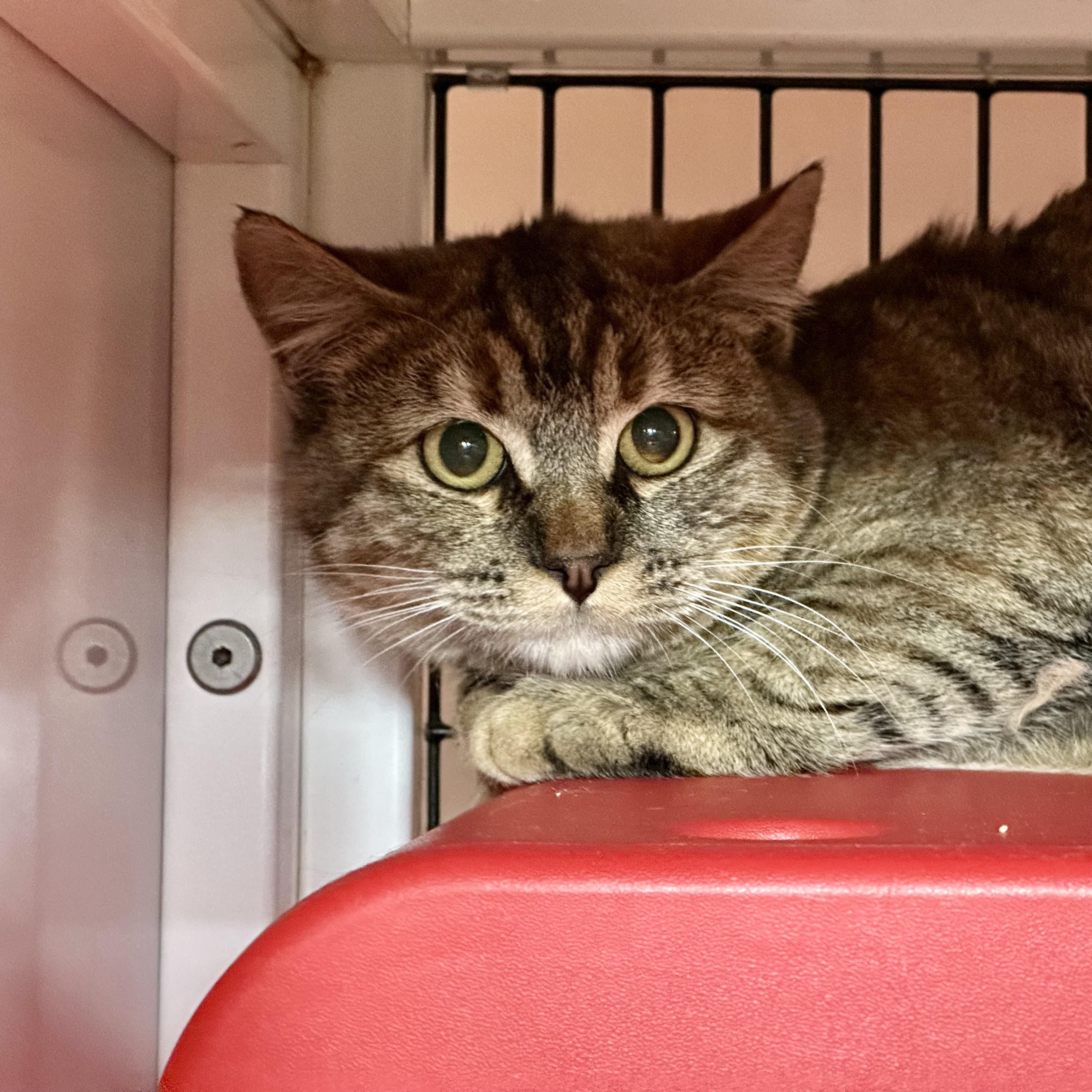 Enlarge Hot Dish, a Adoption Pending mixed breed in Santa Fe, NM image 5/6