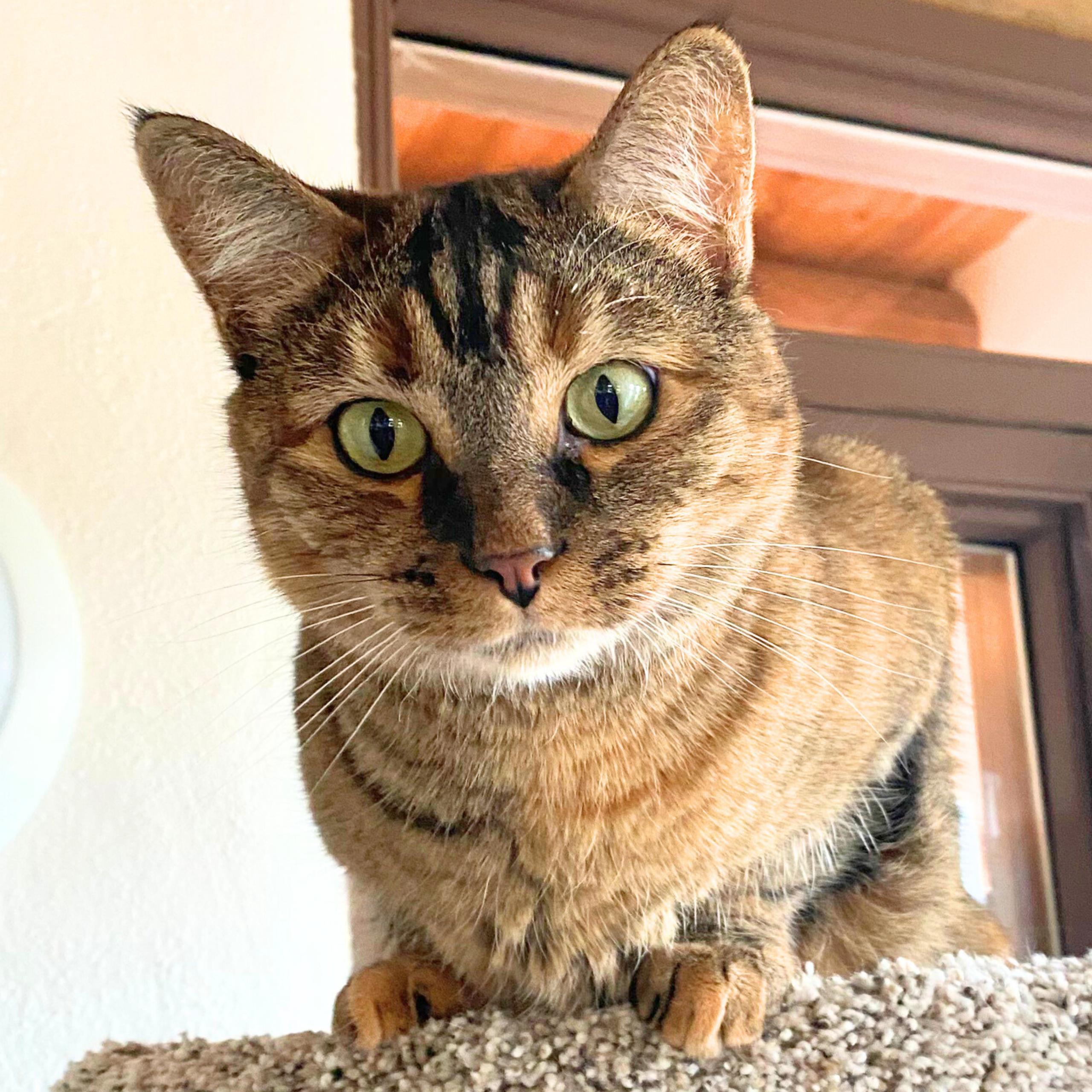 Hot Dish, a Adopted mixed breed in Santa Fe, NM image 3/3