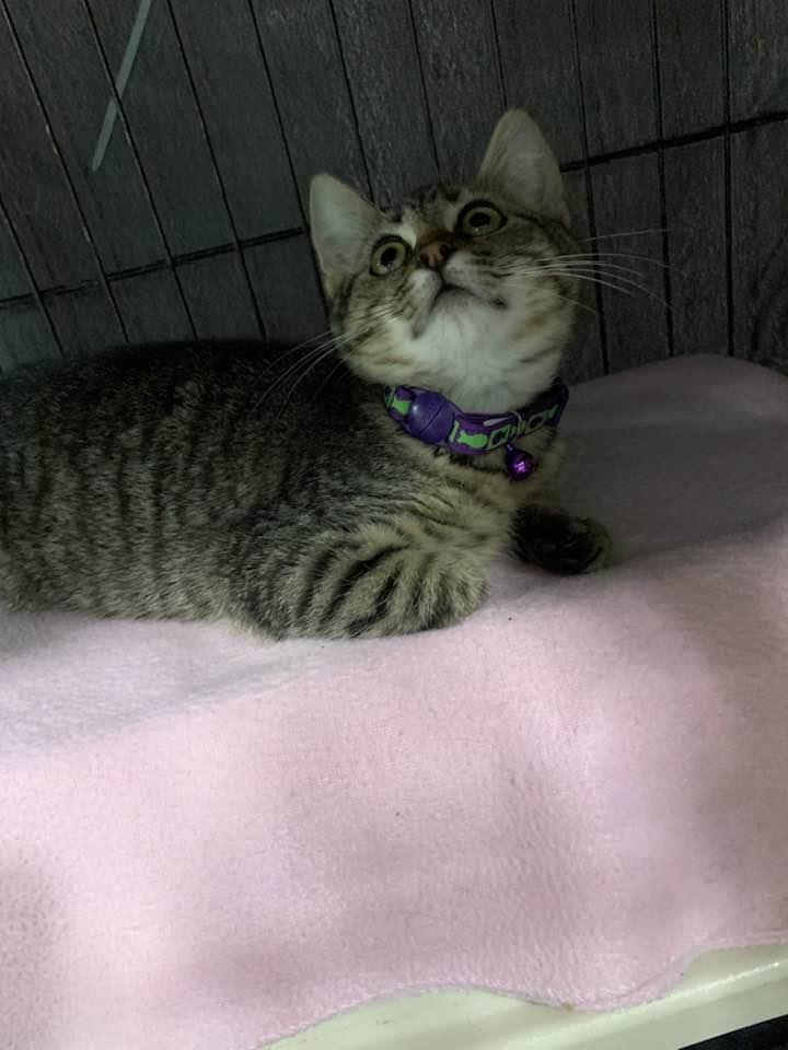 Enlarge Pretzels, a Adopted Domestic Short Hair in Montclair, NJ image 2/4