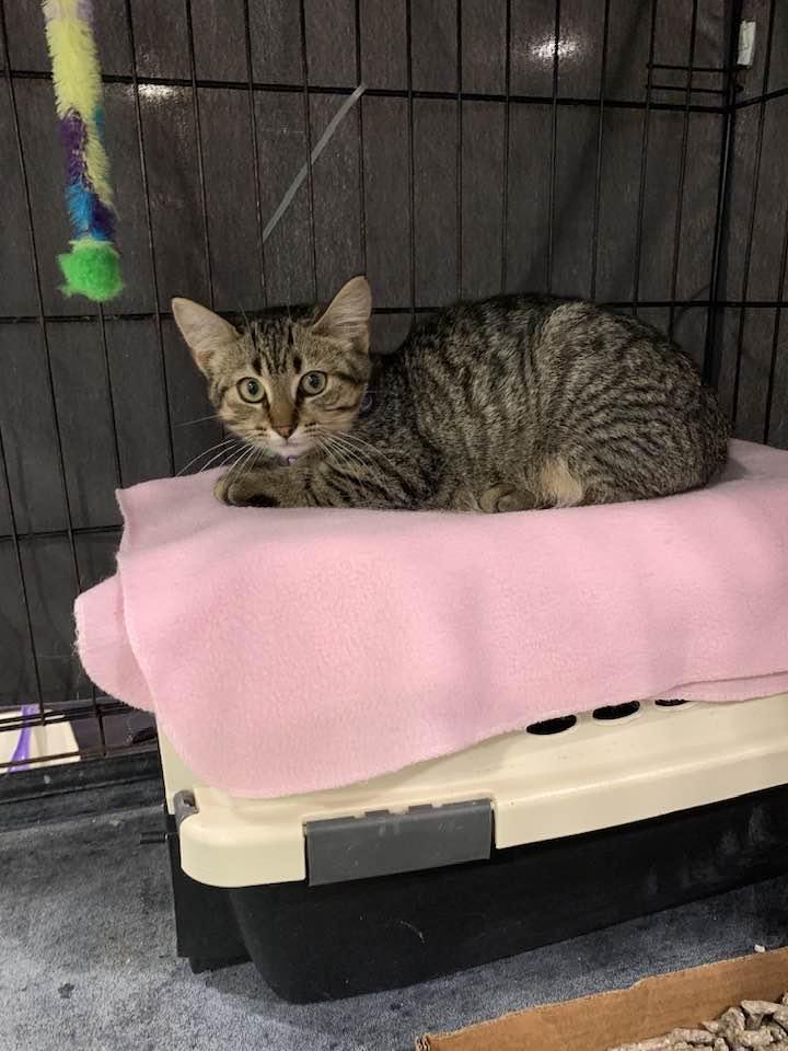 Enlarge Pretzels, a Adopted Domestic Short Hair in Montclair, NJ image 3/4