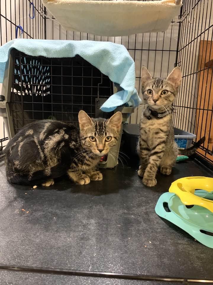 Enlarge Pretzels, a Adopted Domestic Short Hair in Montclair, NJ image 4/4