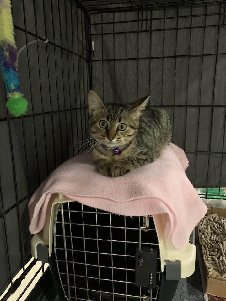 Enlarge Pretzels, a Adopted Domestic Short Hair in Montclair, NJ image 1/4