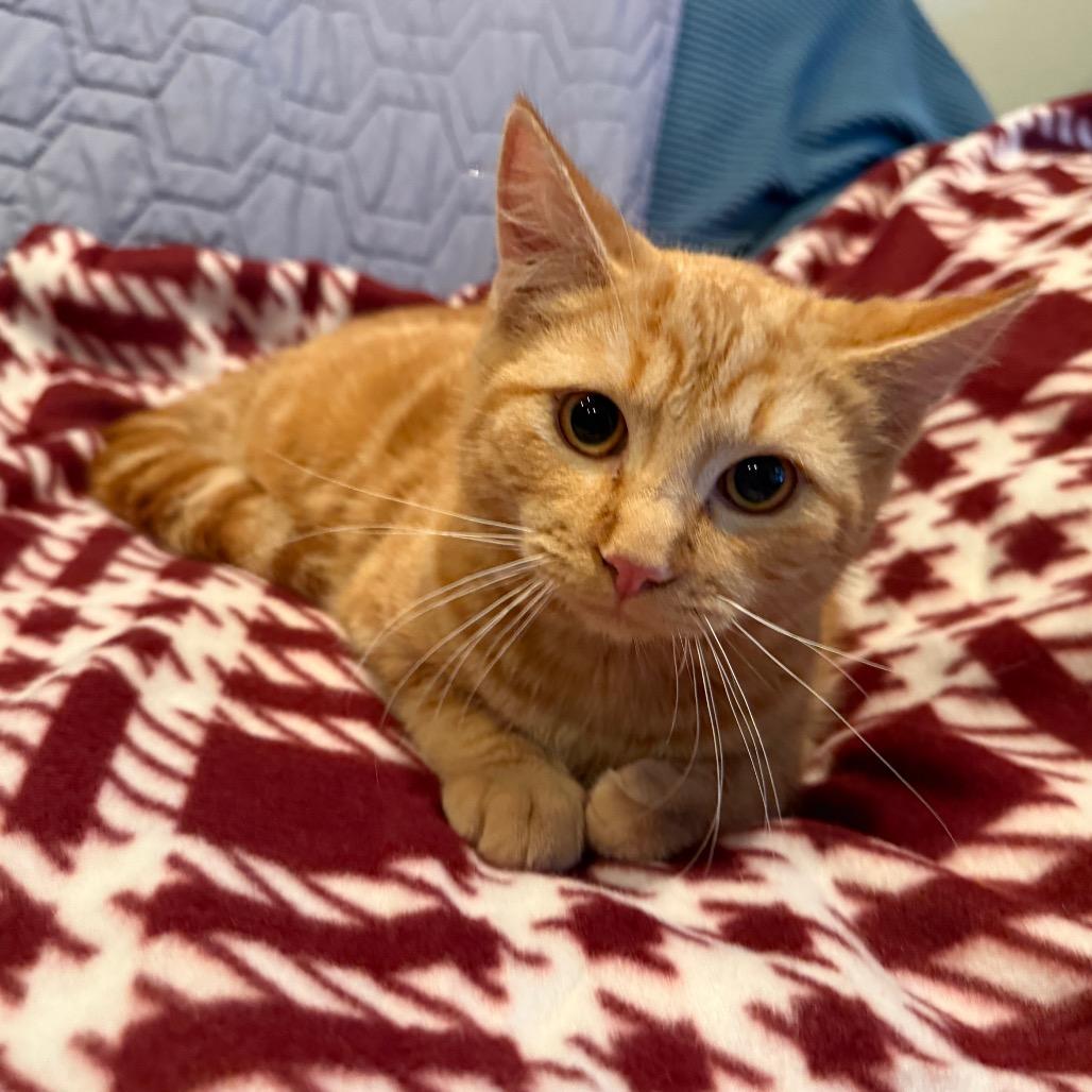 Lipton, a Adoptable Domestic Short Hair in Peyton, CO image 3/4