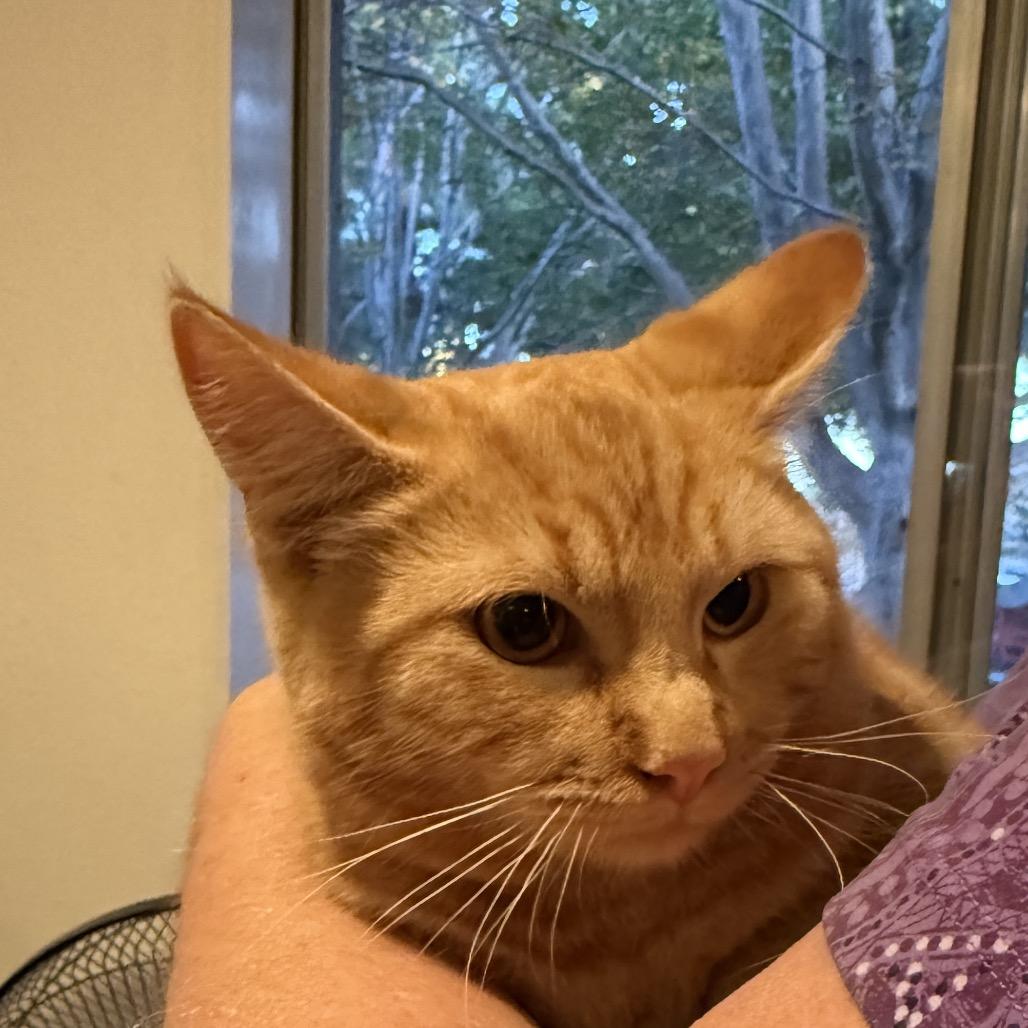 Lipton, a Adoptable Domestic Short Hair in Peyton, CO image 4/4