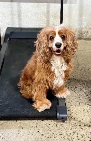 Enlarge Nicole, a Adoptable Cocker Spaniel in South San Francisco, CA image 2/3