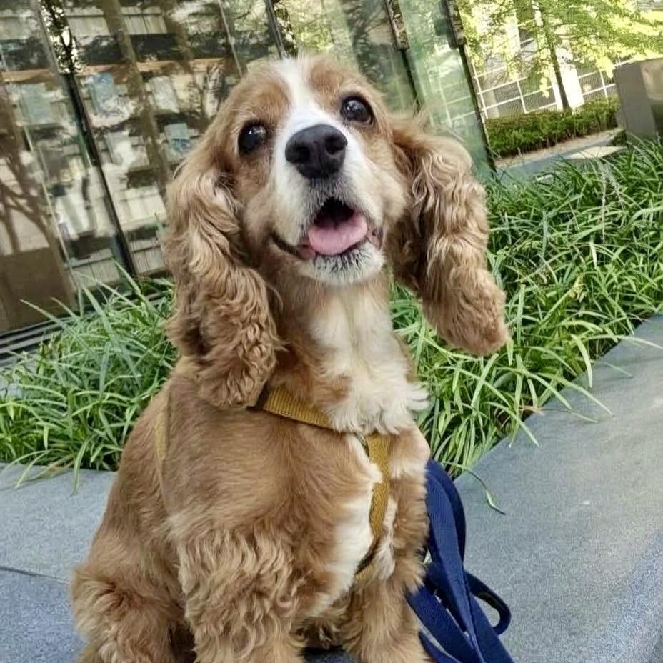 Enlarge Nicole, a Adoptable Cocker Spaniel in South San Francisco, CA image 1/4