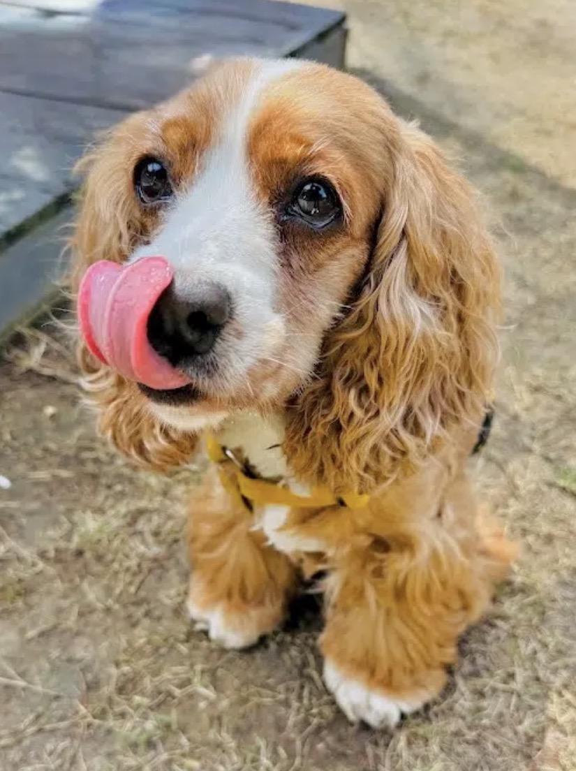 Nicole, Adoptable, Adult Female Cocker Spaniel.