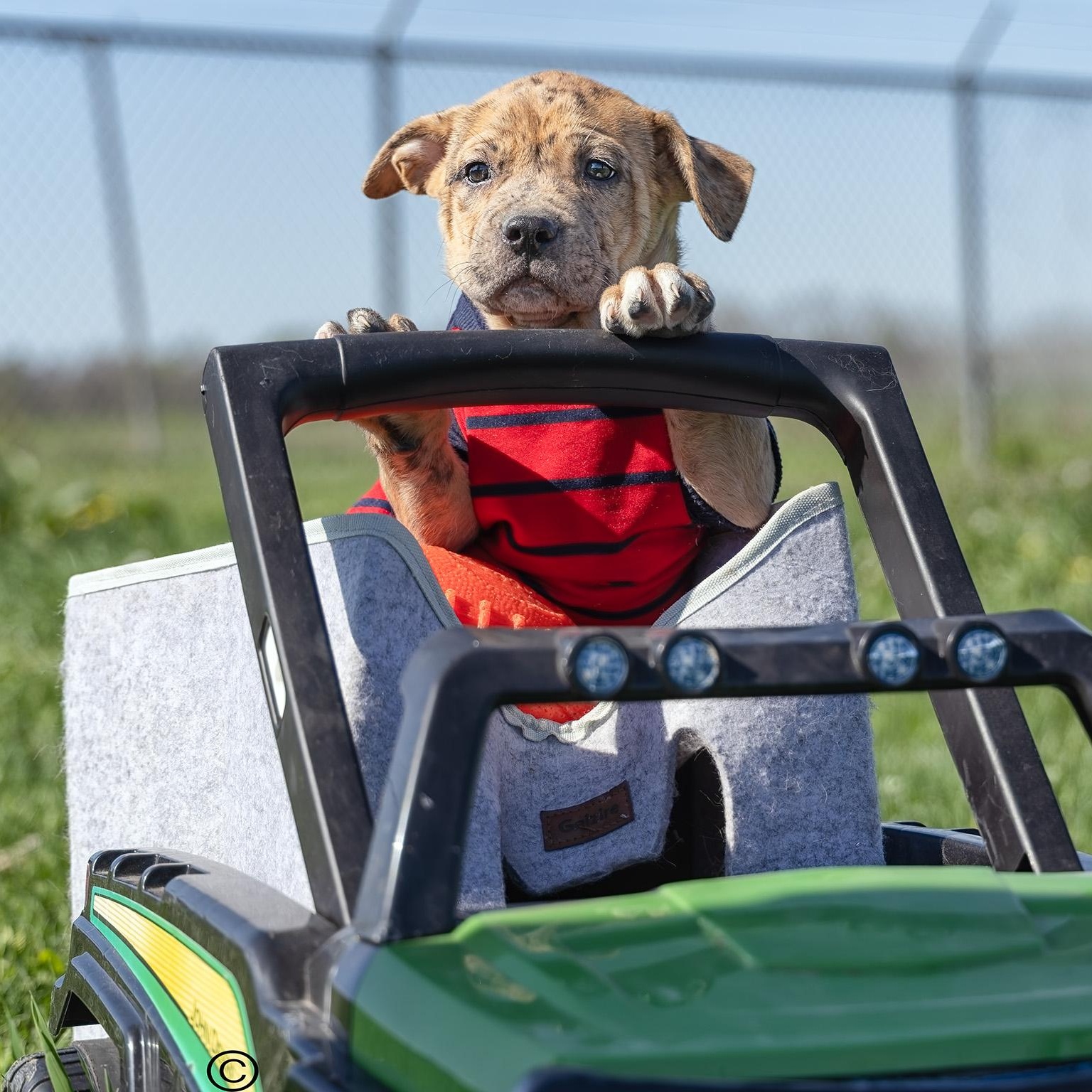 Puppy-1, adopted, Puppy Male Staffordshire Bull Terrier.