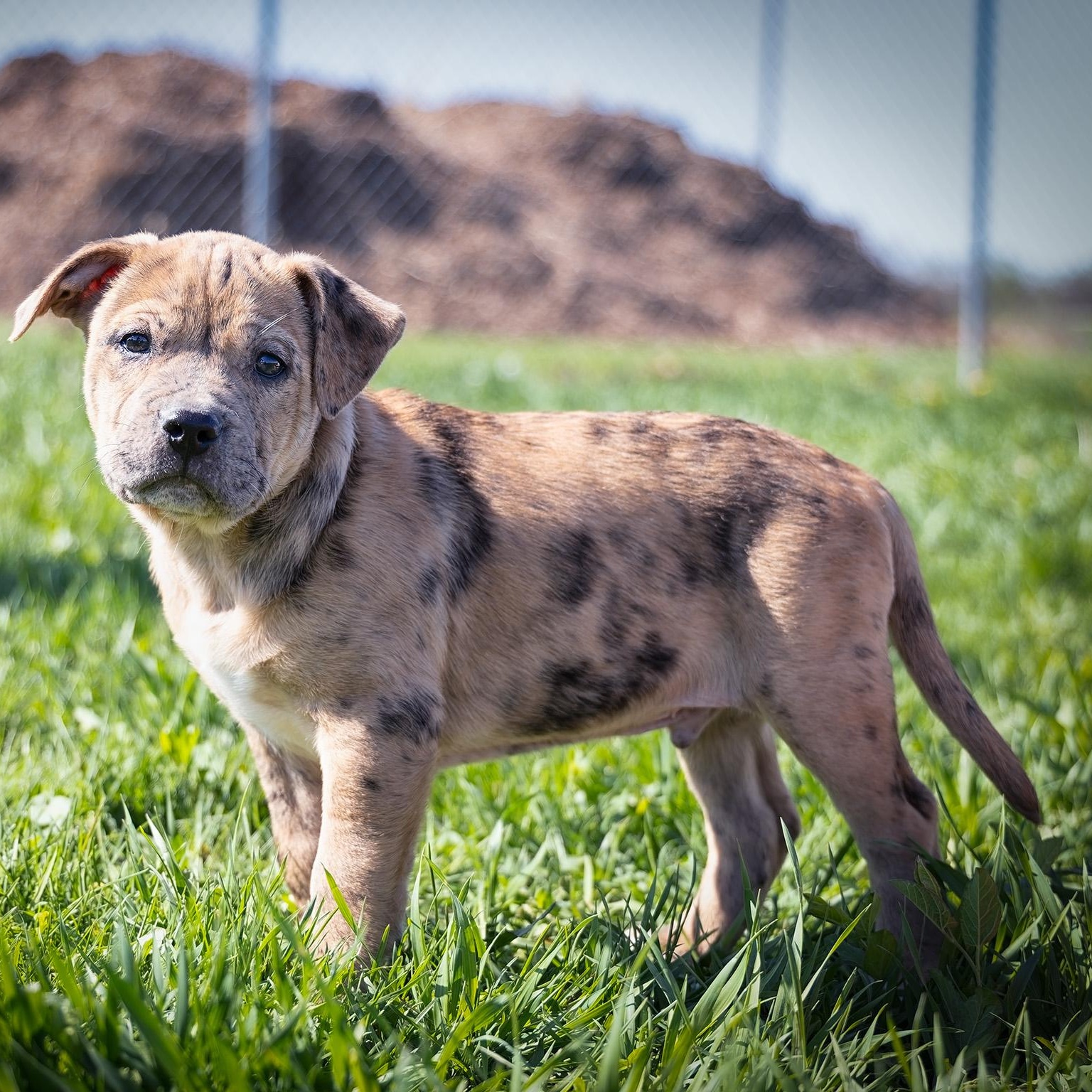 Enlarge Puppy-1, an adopted mixed breed in Clarinda, IA image 3/4