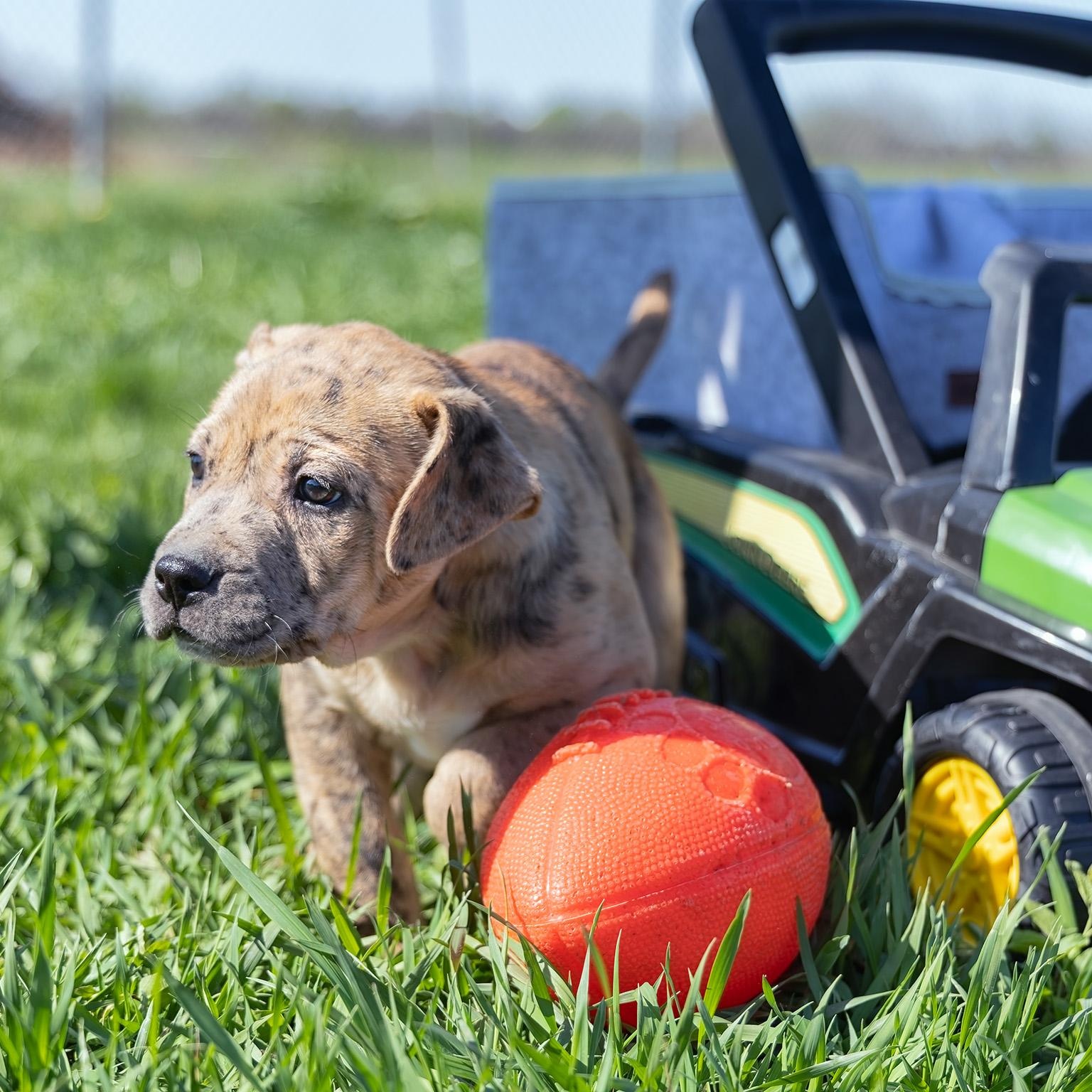 Enlarge Puppy-1, an adopted mixed breed in Clarinda, IA image 2/4